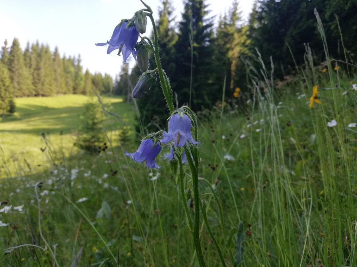 Brunarica Na Goreljeku Bohinj Dış mekan fotoğraf
