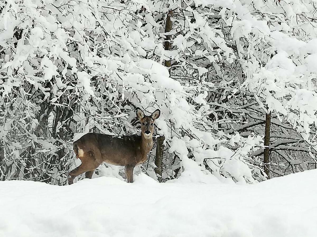 Brunarica Na Goreljeku Bohinj Dış mekan fotoğraf